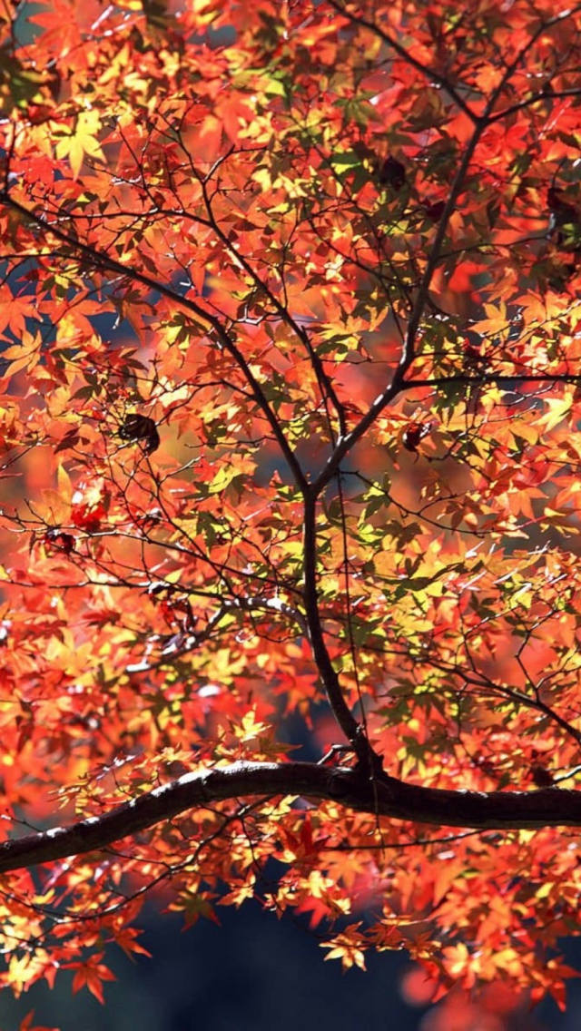 Das Autumn Colors Wallpaper 640x1136