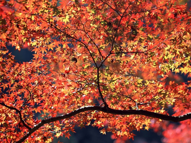 Обои Autumn Colors 640x480