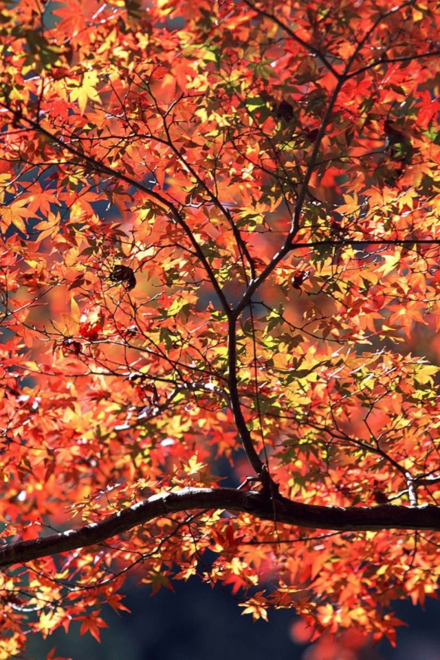 Autumn Colors wallpaper 640x960