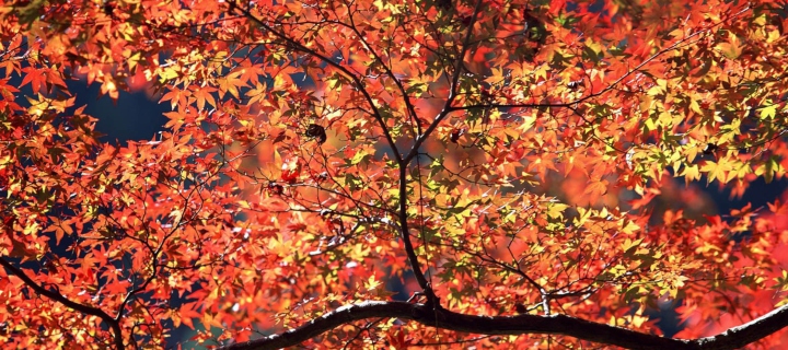 Das Autumn Colors Wallpaper 720x320