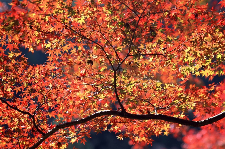 Fondo de pantalla Autumn Colors