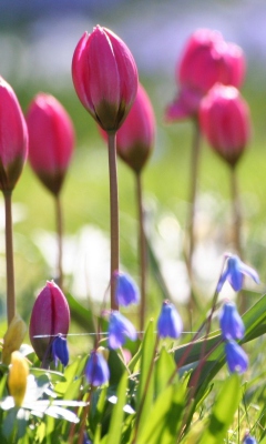 Wild Pink Tulips screenshot #1 240x400