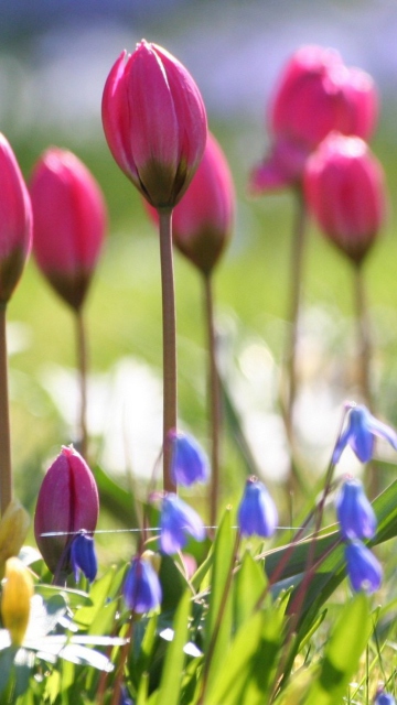 Das Wild Pink Tulips Wallpaper 360x640