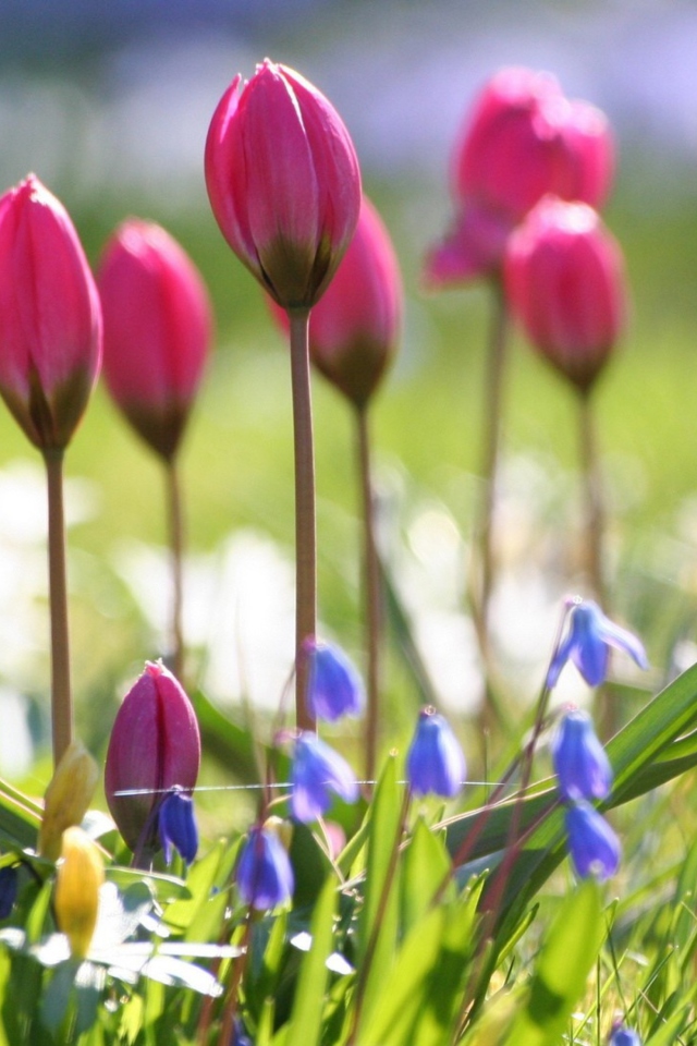 Wild Pink Tulips screenshot #1 640x960