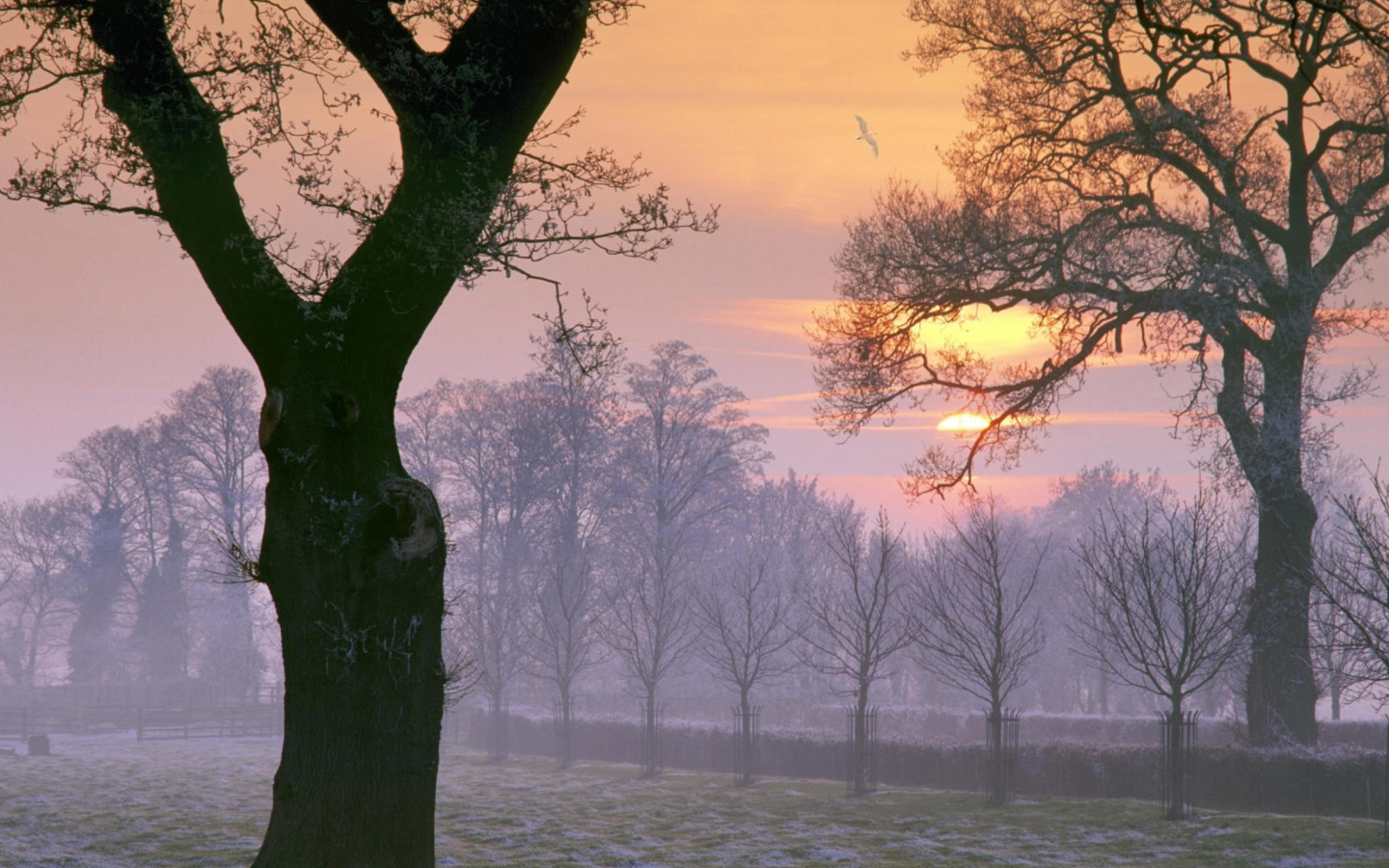 Winter Morning screenshot #1 1440x900