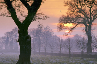 Winter Morning - Obrázkek zdarma pro Sony Xperia Z