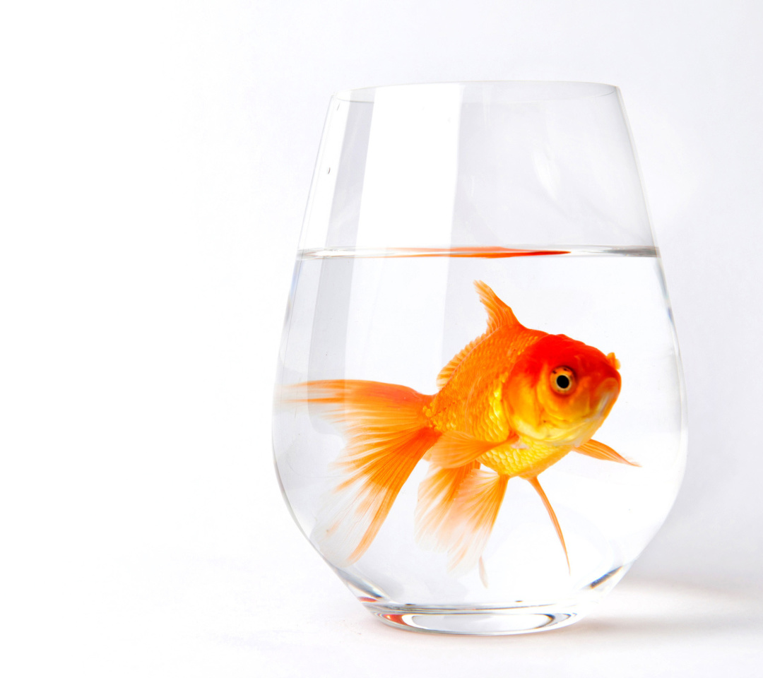 Das Goldfish in Glass Wallpaper 1080x960