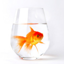 Goldfish in Glass wallpaper 128x128