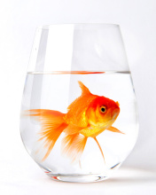 Обои Goldfish in Glass 176x220