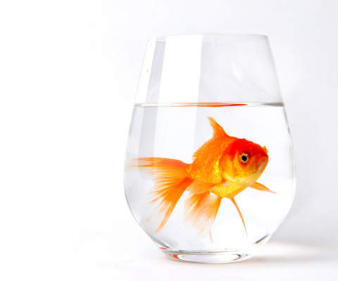 Sfondi Goldfish in Glass 480x400