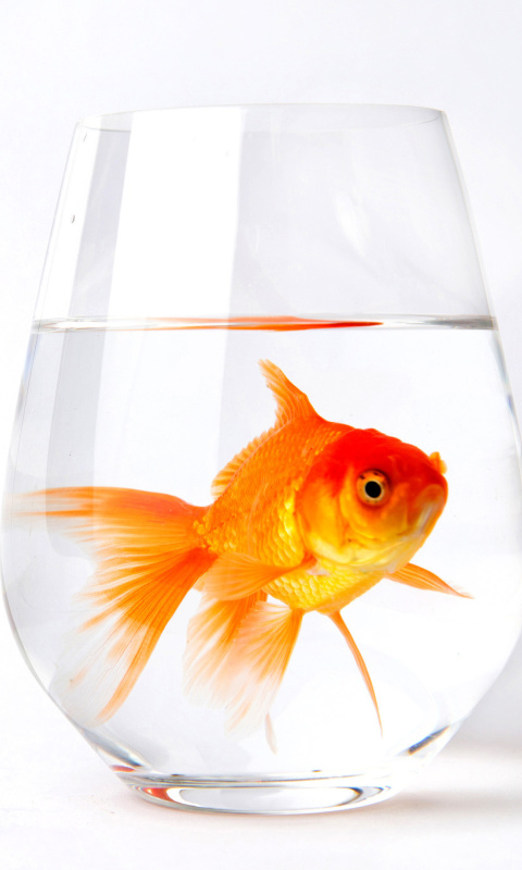 Обои Goldfish in Glass 480x800