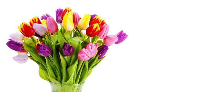 Tulips Bouquet and Gift wallpaper 720x320