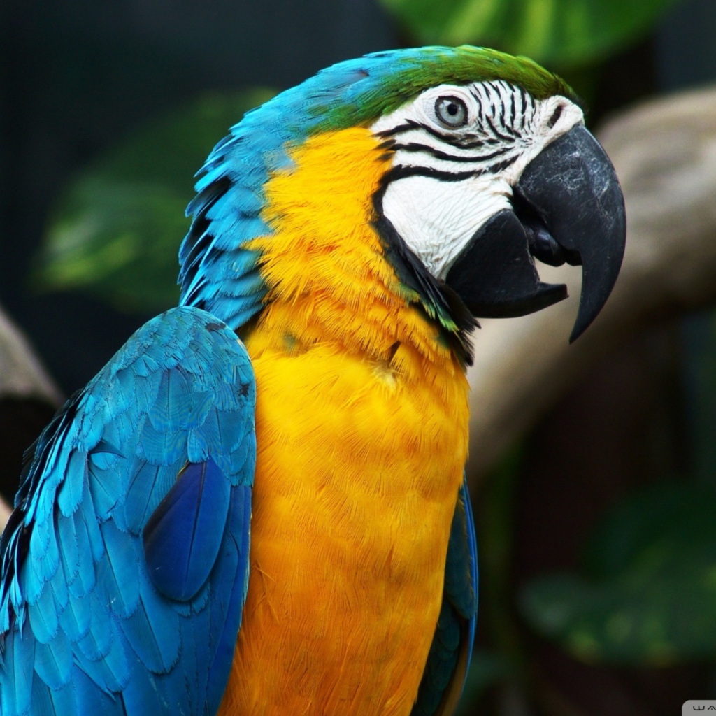 Das Blue And Yellow Macaw Wallpaper 1024x1024