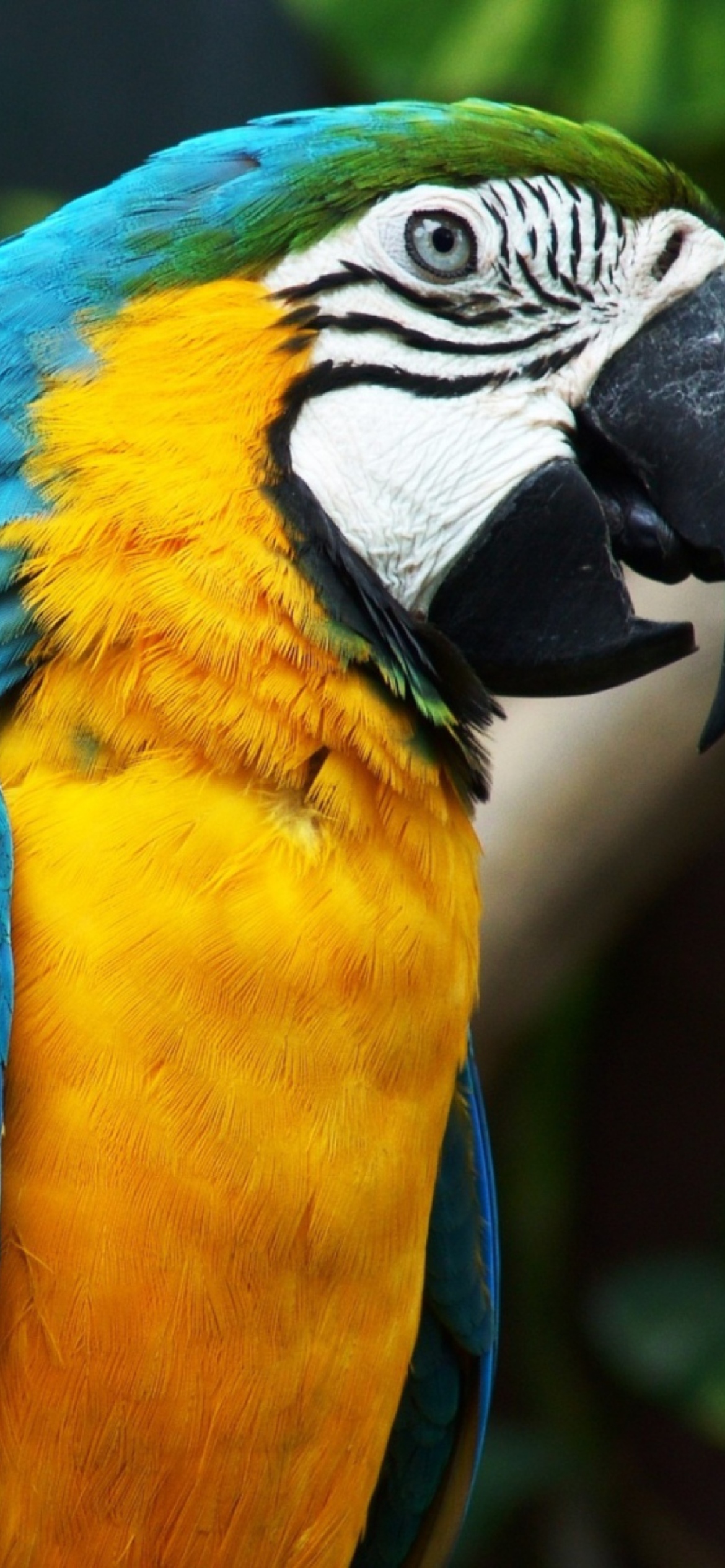 Fondo de pantalla Blue And Yellow Macaw 1170x2532