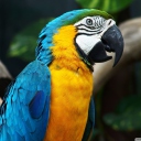 Обои Blue And Yellow Macaw 128x128