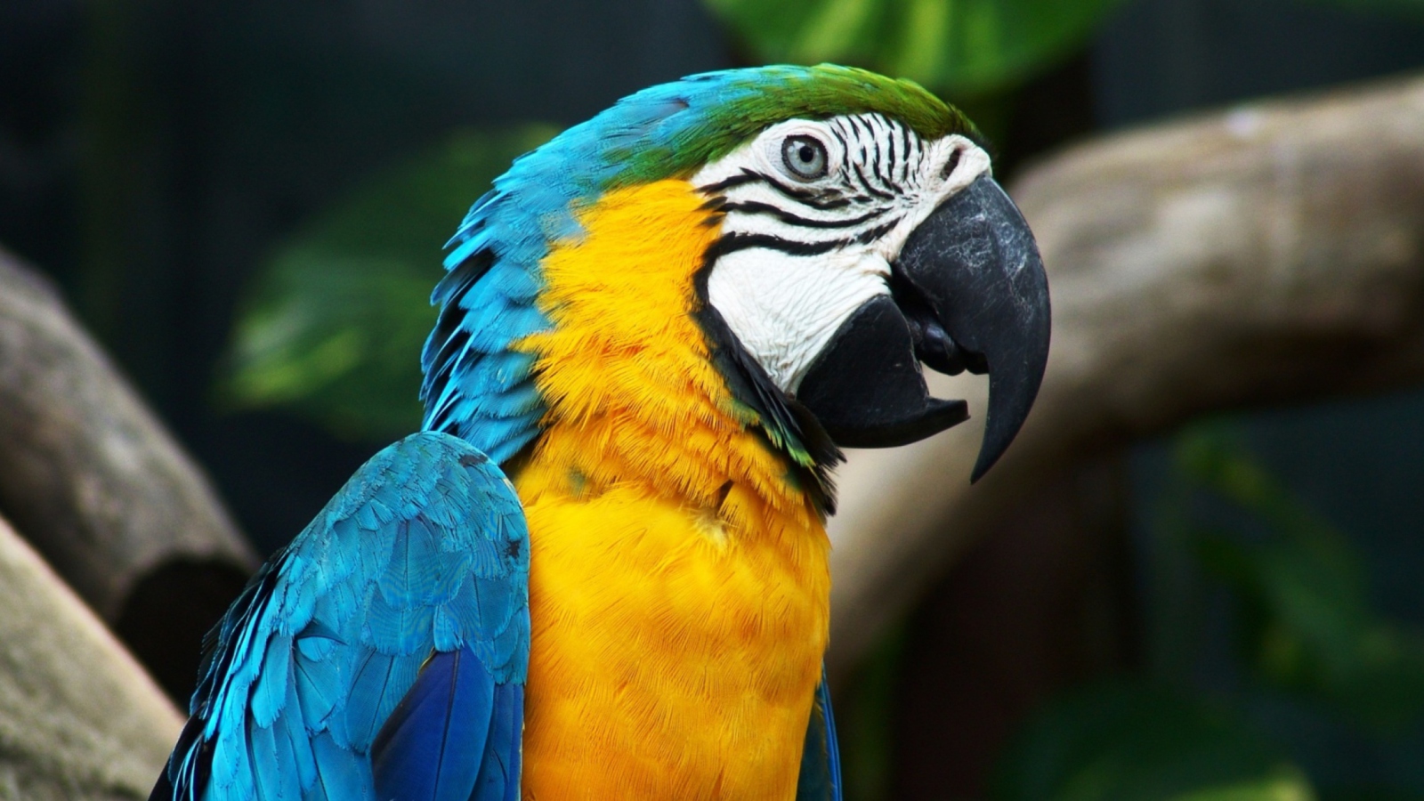 Sfondi Blue And Yellow Macaw 1600x900