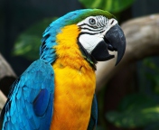 Das Blue And Yellow Macaw Wallpaper 176x144