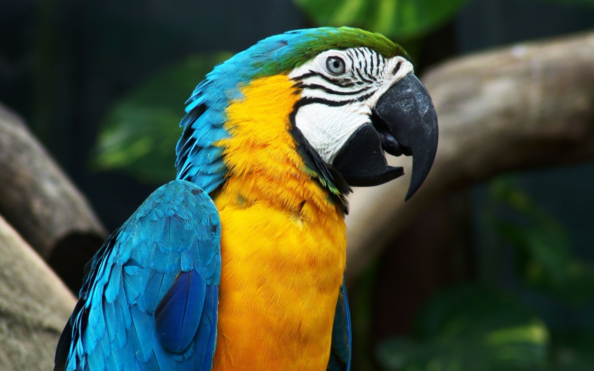 Screenshot №1 pro téma Blue And Yellow Macaw 1920x1200