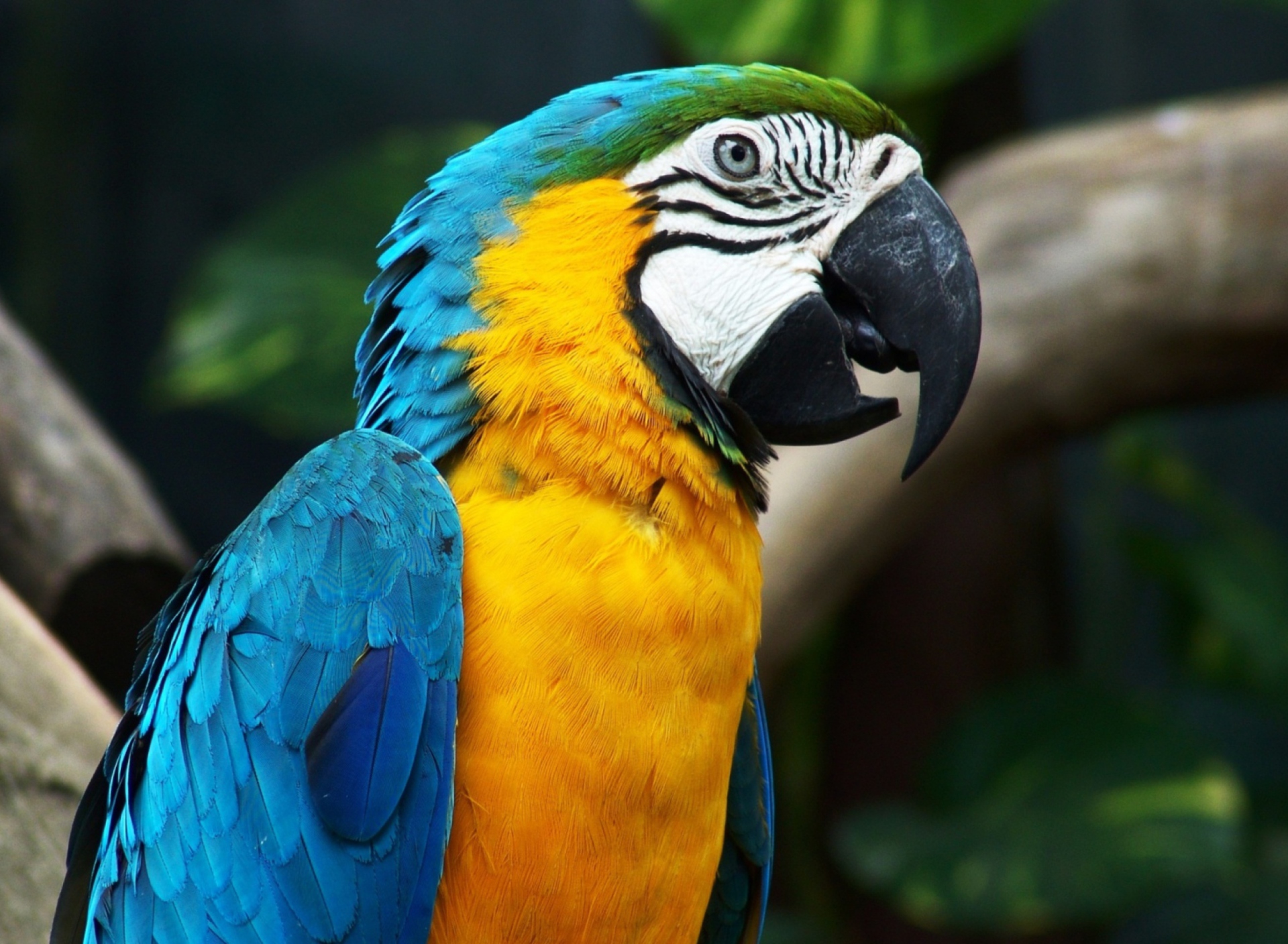 Fondo de pantalla Blue And Yellow Macaw 1920x1408
