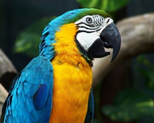 Обои Blue And Yellow Macaw 220x176