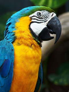 Screenshot №1 pro téma Blue And Yellow Macaw 240x320