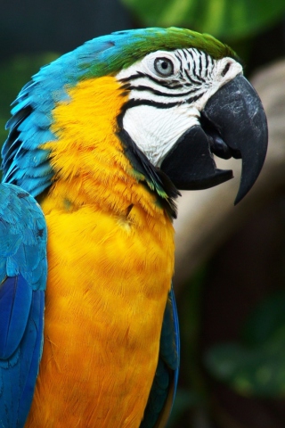 Sfondi Blue And Yellow Macaw 320x480