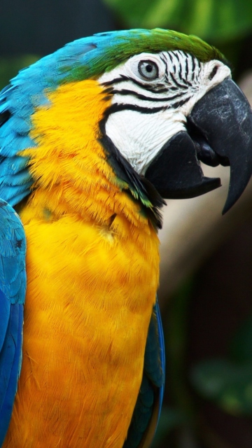 Das Blue And Yellow Macaw Wallpaper 360x640