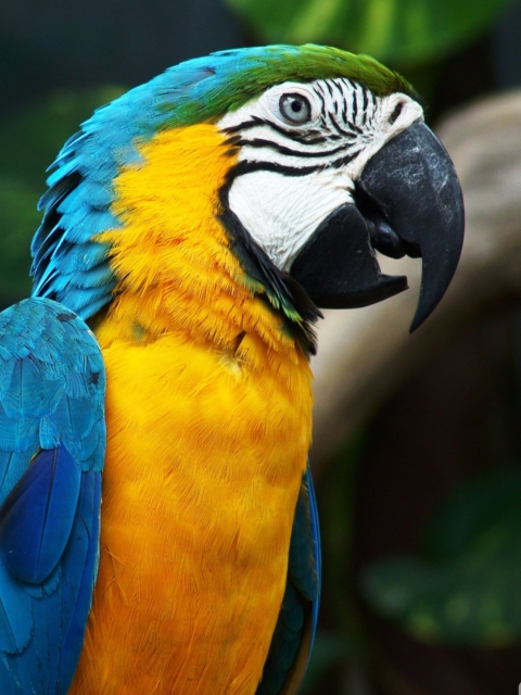 Das Blue And Yellow Macaw Wallpaper 480x640