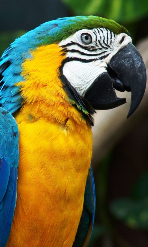 Das Blue And Yellow Macaw Wallpaper 480x800