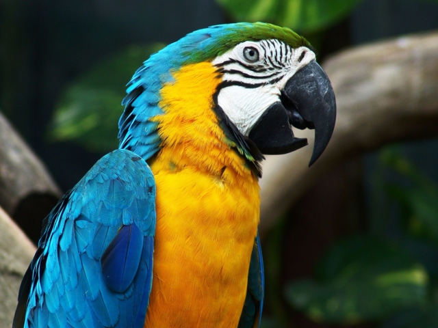 Das Blue And Yellow Macaw Wallpaper 640x480