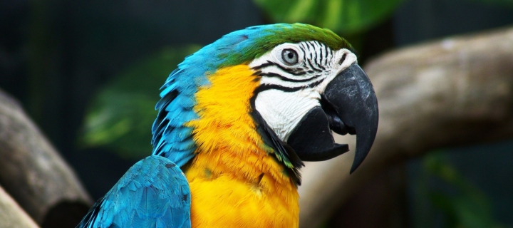 Screenshot №1 pro téma Blue And Yellow Macaw 720x320
