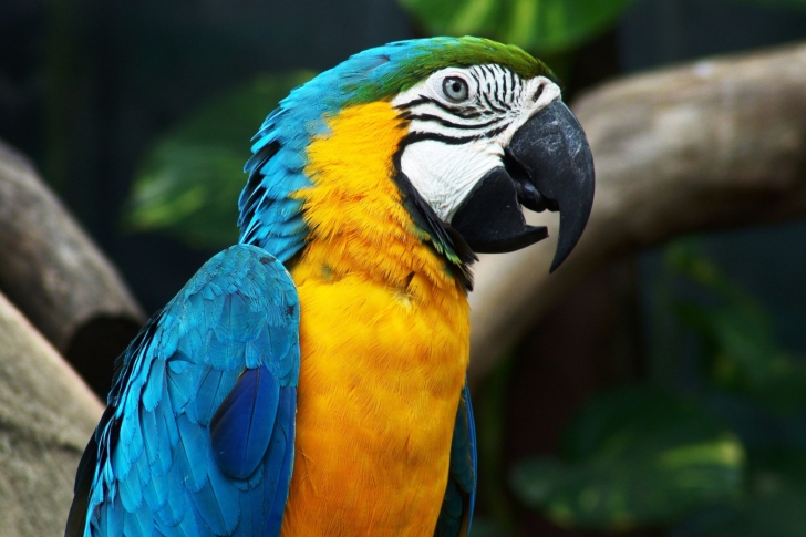 Обои Blue And Yellow Macaw