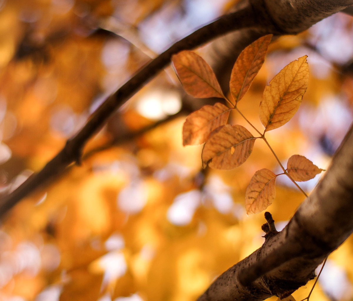 Yellow Macro Autumn Leaves screenshot #1 1200x1024