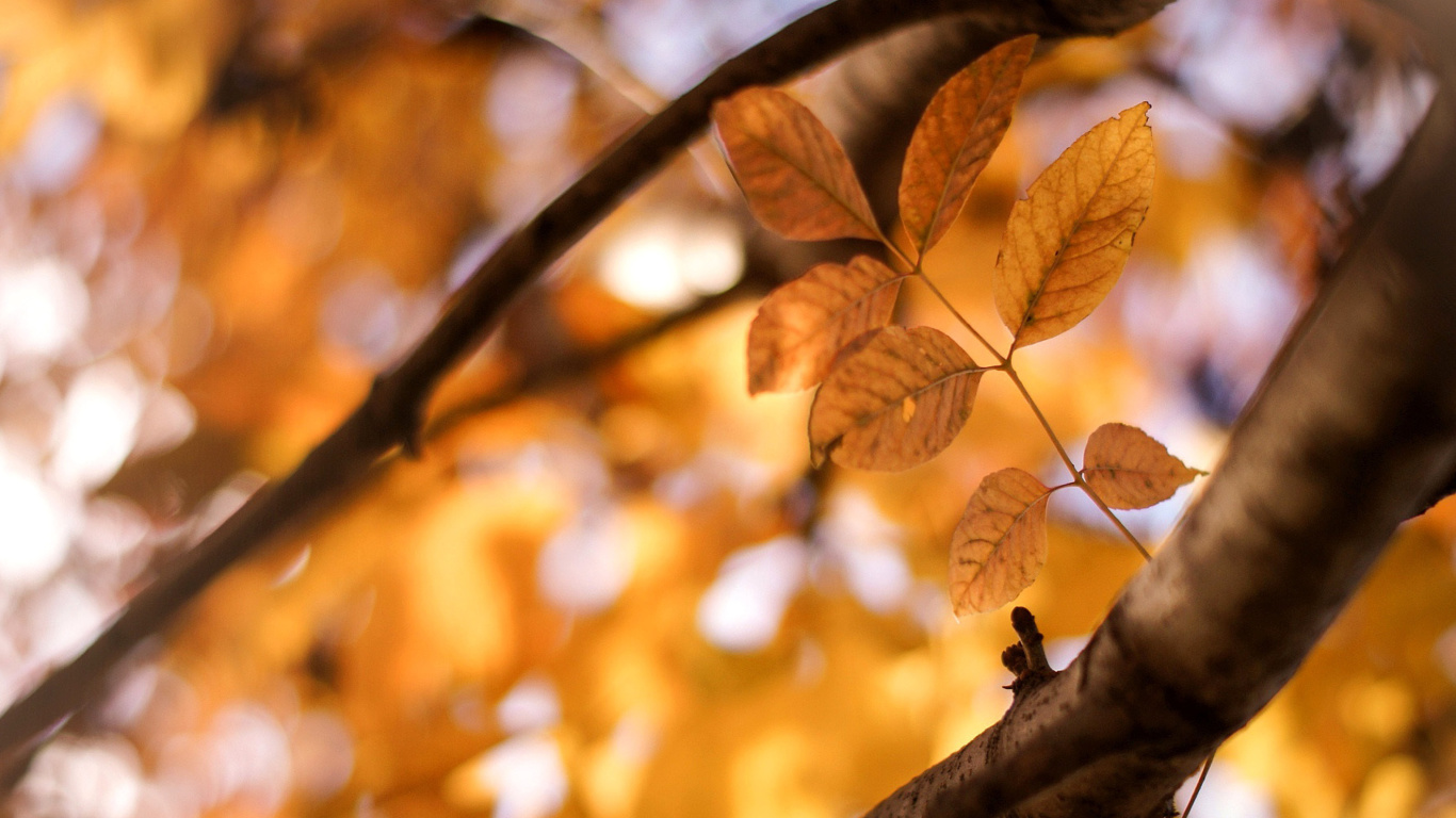 Обои Yellow Macro Autumn Leaves 1366x768