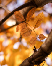 Обои Yellow Macro Autumn Leaves 176x220