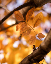 Das Yellow Macro Autumn Leaves Wallpaper 176x220