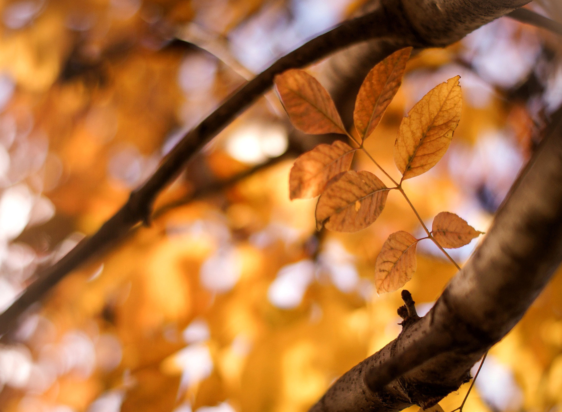 Sfondi Yellow Macro Autumn Leaves 1920x1408