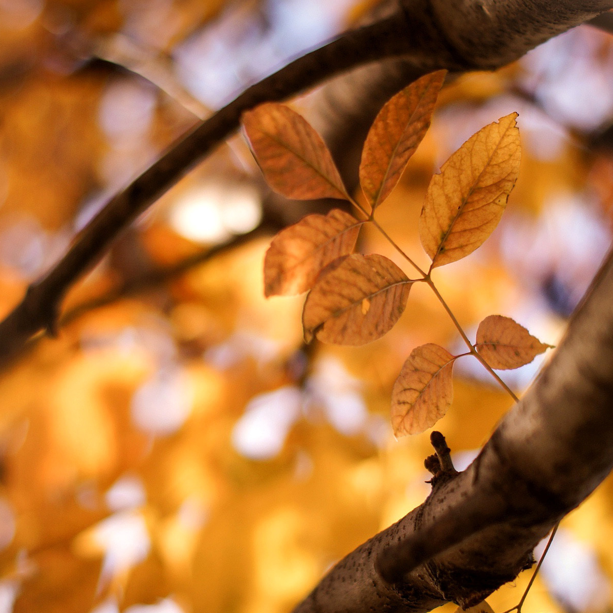 Yellow Macro Autumn Leaves screenshot #1 2048x2048