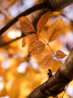 Das Yellow Macro Autumn Leaves Wallpaper 240x320