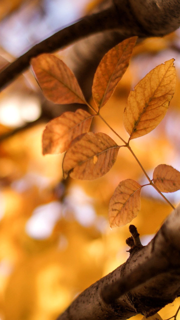 Обои Yellow Macro Autumn Leaves 360x640