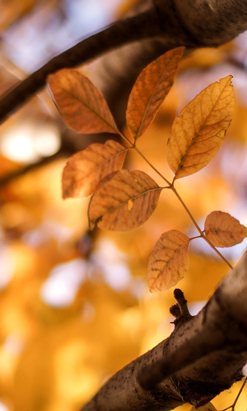 Das Yellow Macro Autumn Leaves Wallpaper 480x800