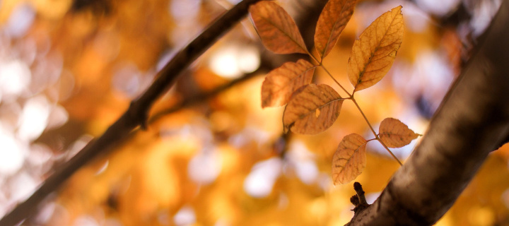 Fondo de pantalla Yellow Macro Autumn Leaves 720x320