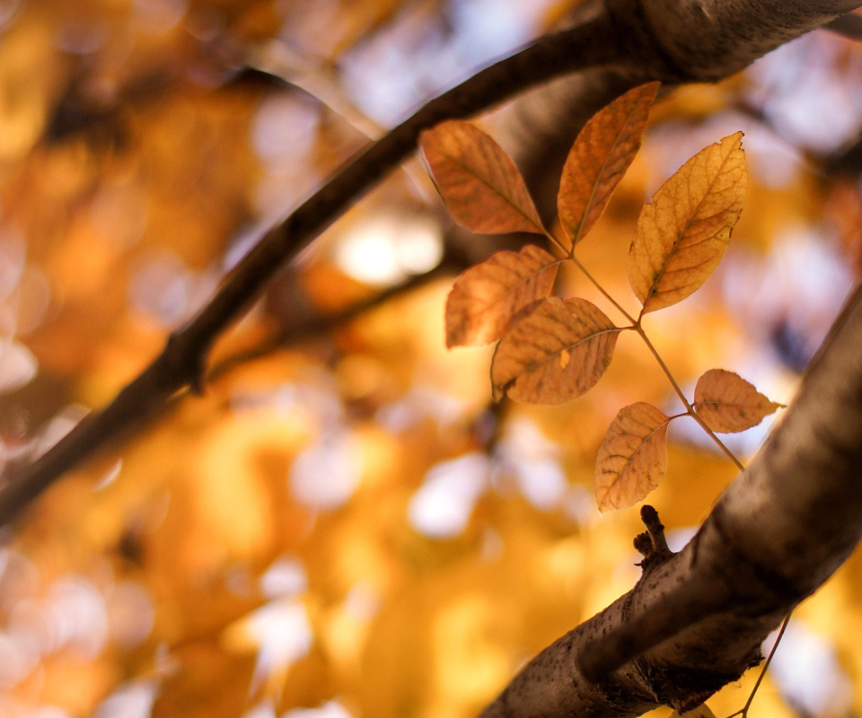 Das Yellow Macro Autumn Leaves Wallpaper 960x800