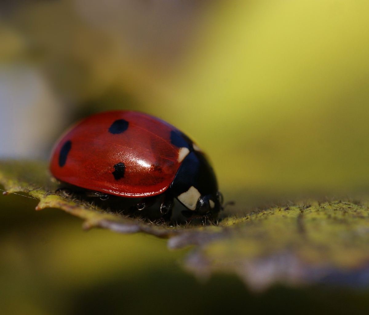Ladybug Macro screenshot #1 1200x1024
