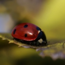 Ladybug Macro wallpaper 128x128
