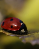 Sfondi Ladybug Macro 128x160