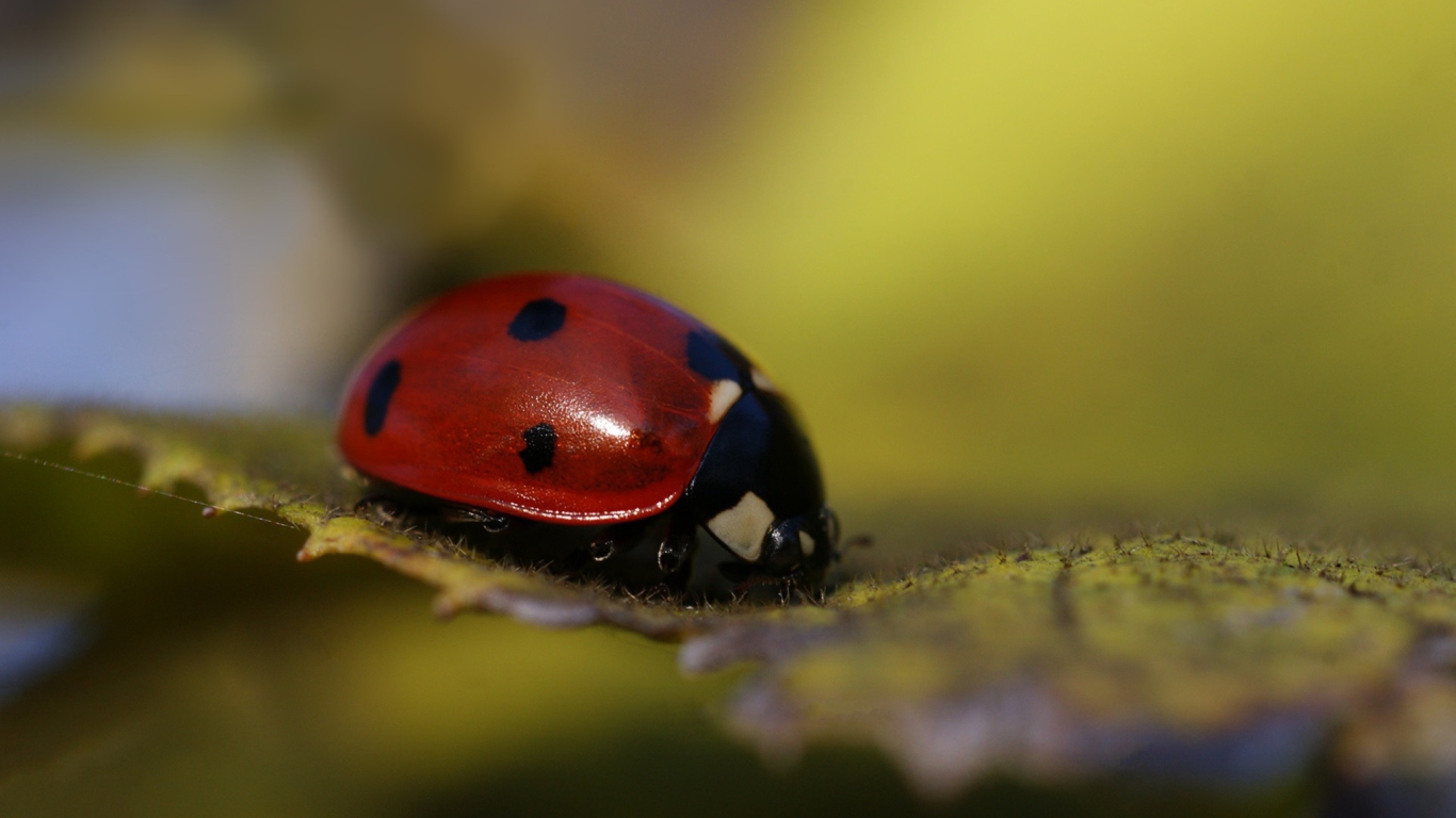 Ladybug Macro screenshot #1 1366x768
