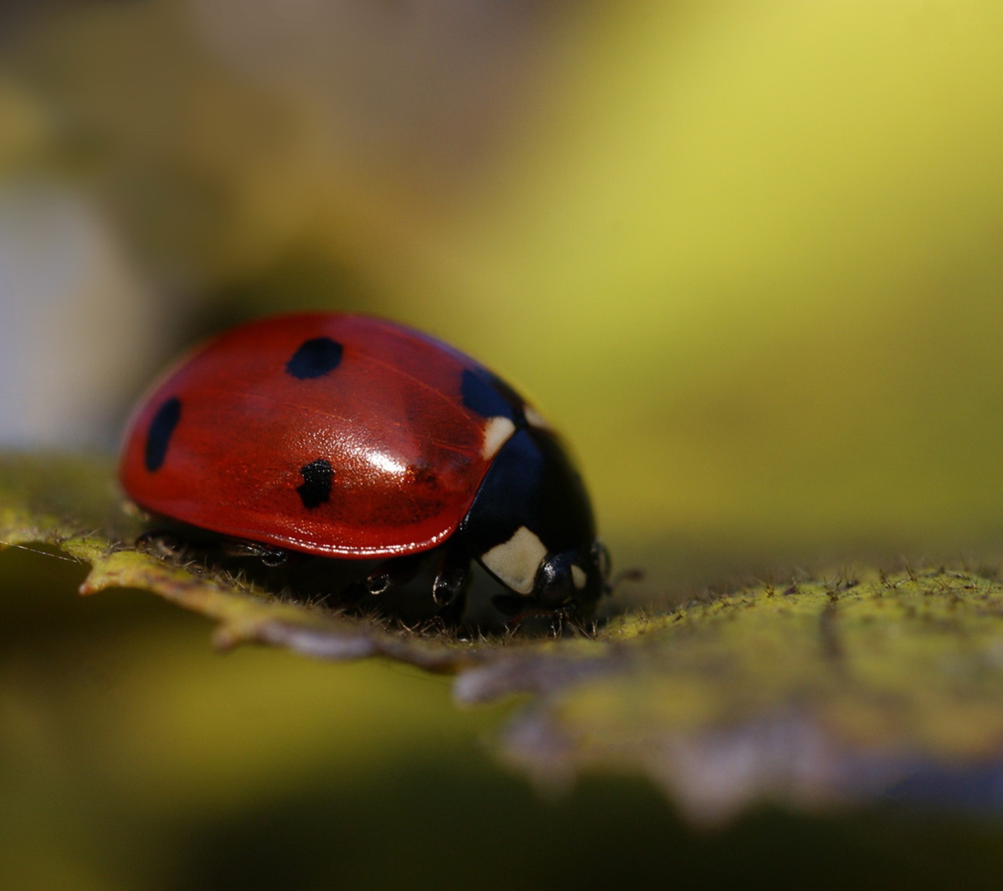 Обои Ladybug Macro 1440x1280