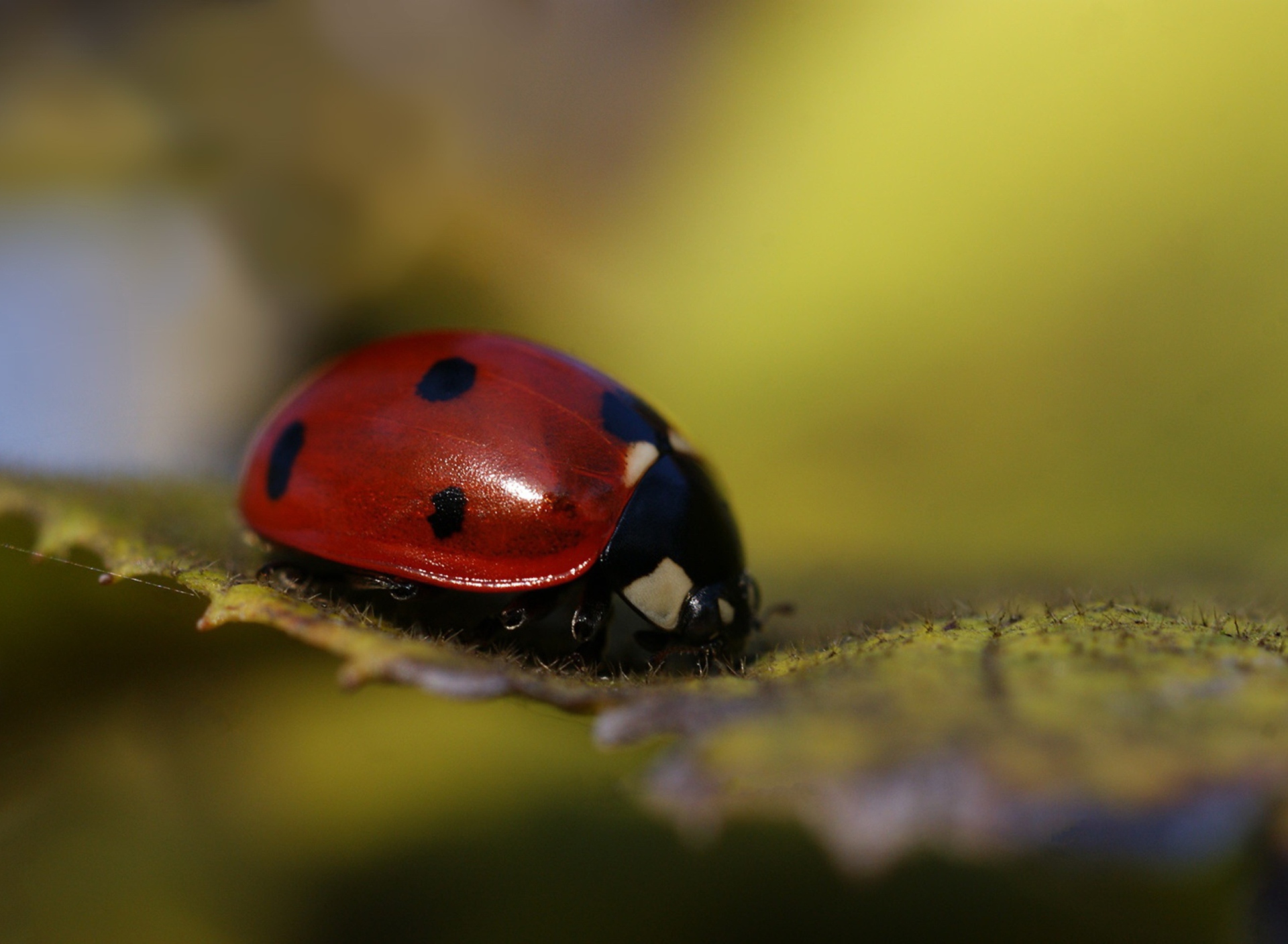 Fondo de pantalla Ladybug Macro 1920x1408