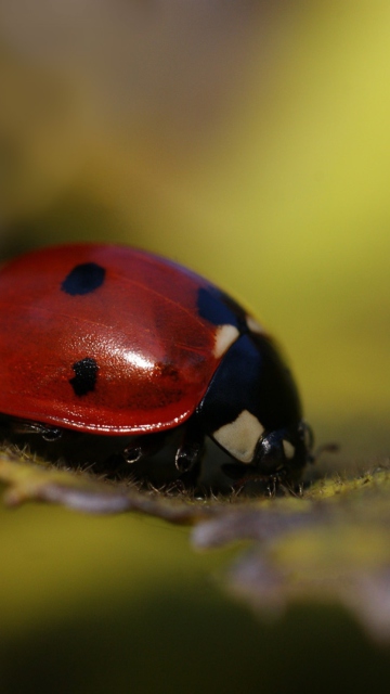 Ladybug Macro wallpaper 360x640